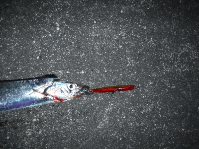 神戸湾奥水路にもタチウオ入ってる