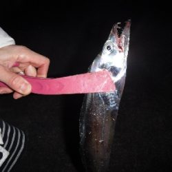 タチウオ渋かったがなんとか1本