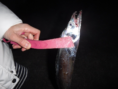 タチウオ渋かったがなんとか1本