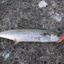 タチウオ終盤　時合短し