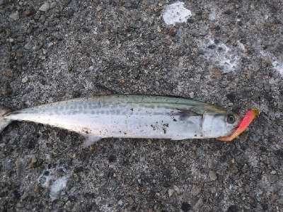 タチウオ終盤　時合短し