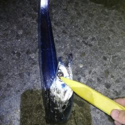 タチウオサイズアップ