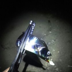 短い時合いで5匹