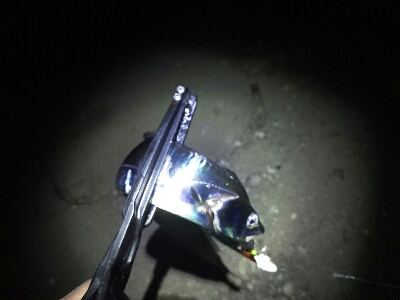 短い時合いで5匹