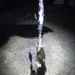 太刀魚は短期勝負