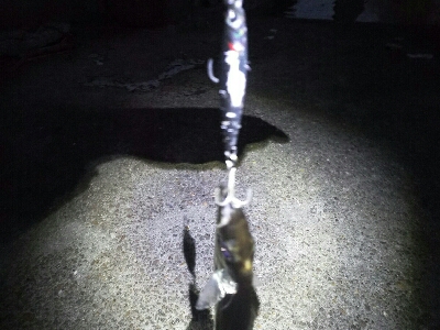 太刀魚は短期勝負