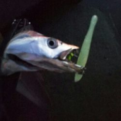 太刀魚に時合いなし