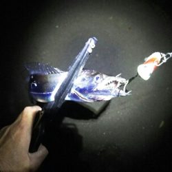 太刀魚シーズン終了？