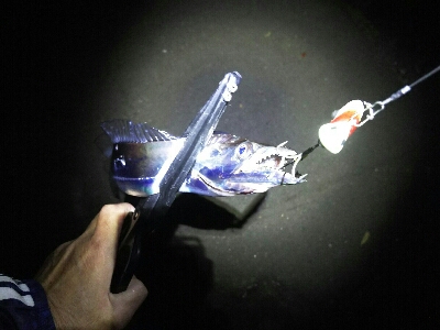 太刀魚シーズン終了？