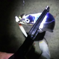 潮が動けば釣れる