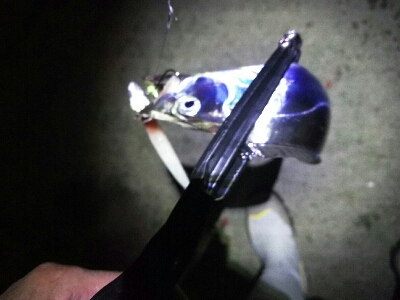 潮が動けば釣れる