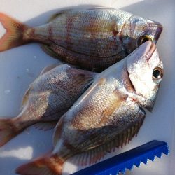 サビキも不調…(^^;