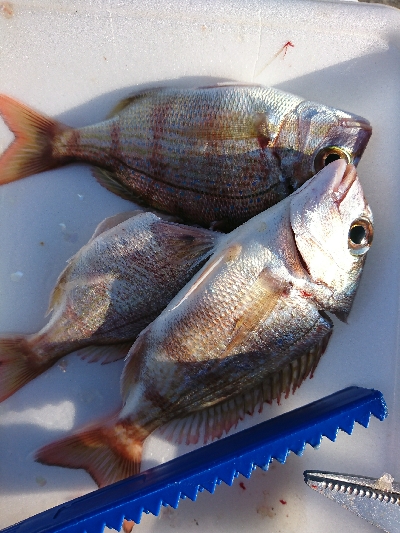 サビキも不調…(^^;