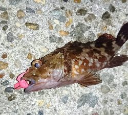 ワームでガシラ