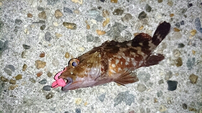 ワームでガシラ