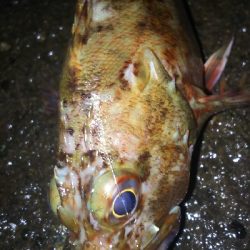 今日こそアジ爆！