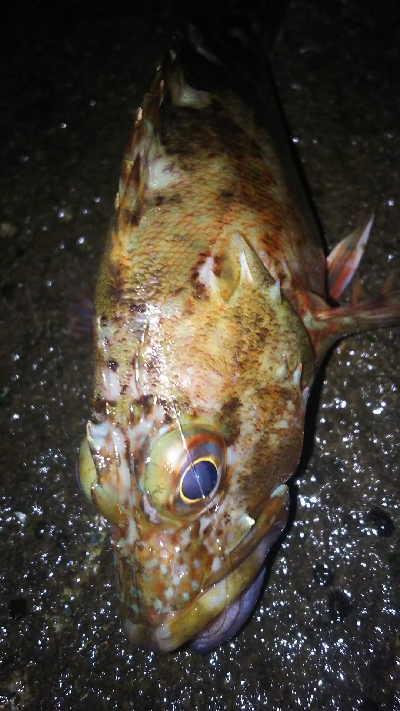 今日こそアジ爆！