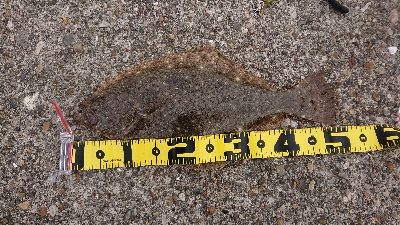 残業でラッキーかな