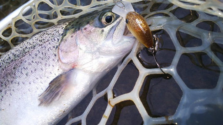 管理釣り場デビュー！