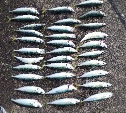 サバの入れ食い