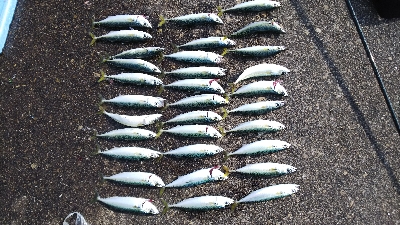 サバの入れ食い