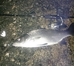 ライトゲームパラダイス