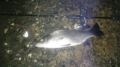 ライトゲームパラダイス