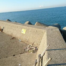 初メジロだす。