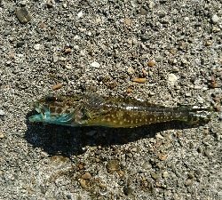 マイクロデイゲー五目釣り