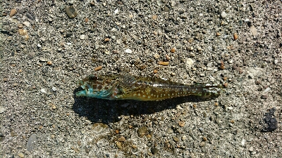 マイクロデイゲー五目釣り