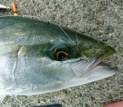 念願！のませ初ヒット！