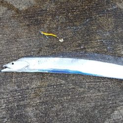 厳しくなってきたのに型は小さい