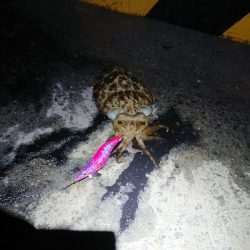 コウイカ、連チャン