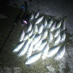 こないだの釣果