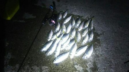 こないだの釣果