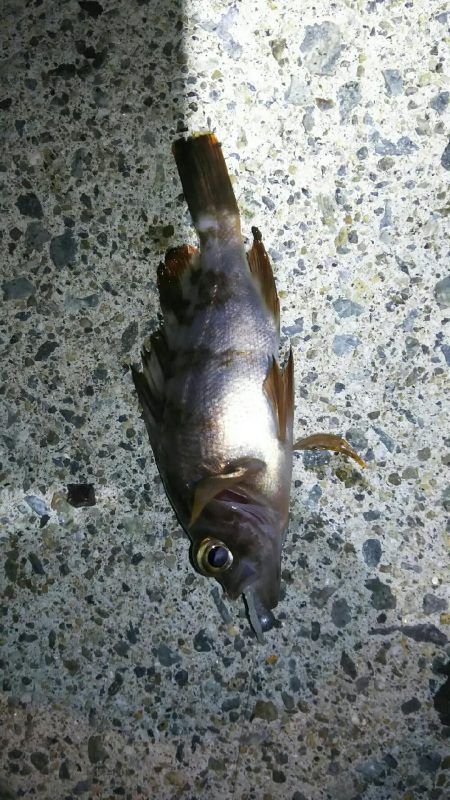 アジを探して釣る