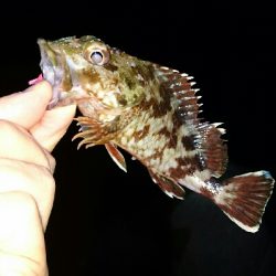 ワームでガシラ