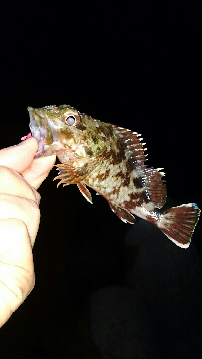 ワームでガシラ