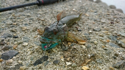 ワームで五目デイゲーム