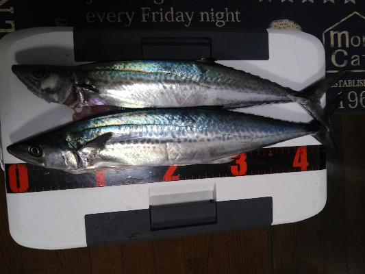 サゴシジャンプ