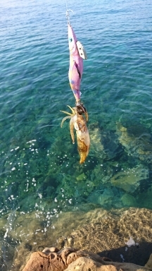 エギング釣行その33