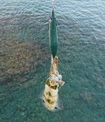 エギング釣行その34