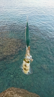 エギング釣行その34