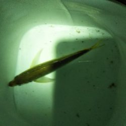 アジングデビュー