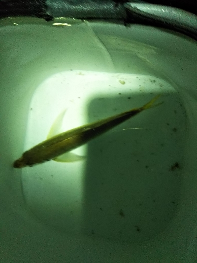 アジングデビュー