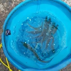 アジをもとめてーーー