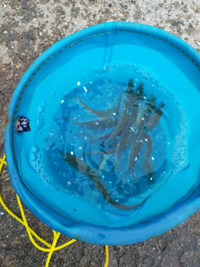 アジをもとめてーーー