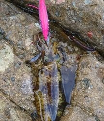 エギング釣行その35