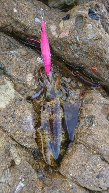 エギング釣行その35