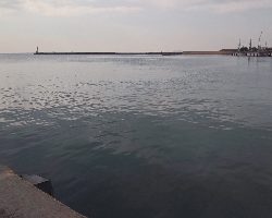 鯵、鰯の了型が未だ沸いてます。